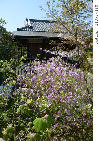 春の渉成園 園林堂とミツバツツジ 京都市下京区 春の渉成園 園林堂とミツバツツジ 京都市下京区 113554180
