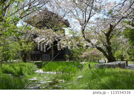 春の渉成園　傍花閣と桜　京都市下京区 113554316
