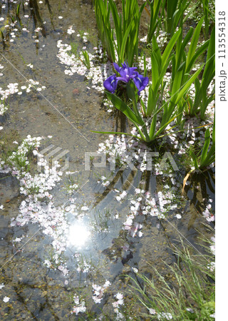 春の渉成園 庭園の花筏 京都市下京区 春の渉成園 庭園の花筏 京都市下京区 113554318