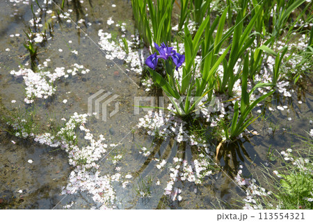 春の渉成園 庭園の花筏 京都市下京区 春の渉成園 庭園の花筏 京都市下京区 113554321