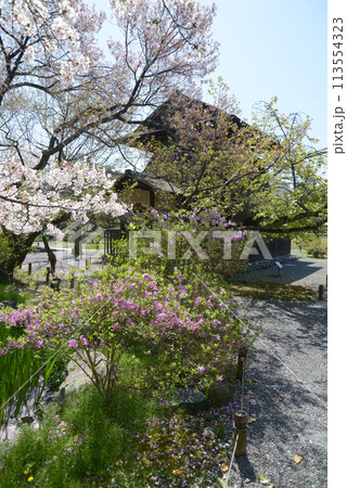 春の渉成園　傍花閣と桜　京都市下京区 113554323