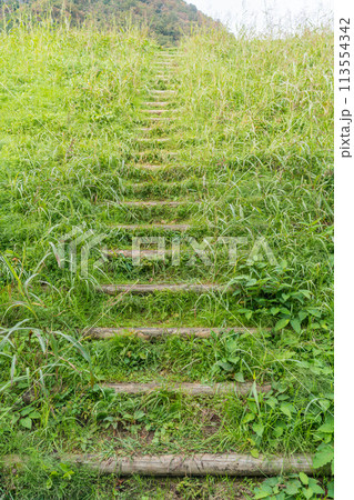 雑草で覆われた階段道 113554342