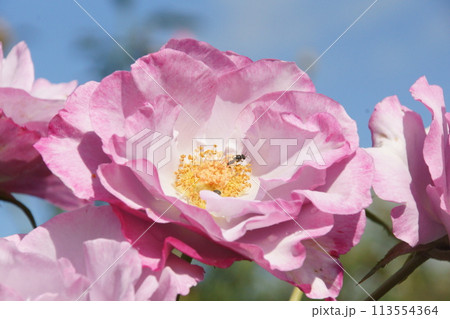 バラ バラ 113554364