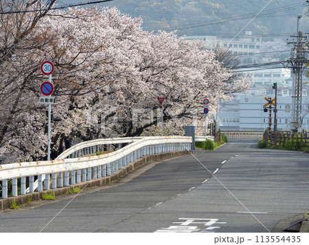 道路沿いに咲く桜と踏切の風景 113554435