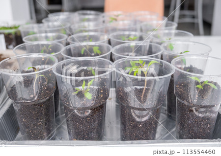 Group of tomato seedlings in plastic glasses on windows sill. Close-up of seedlings of green small thin leaves of a tomato plant in a container growing indoors in the soil in spring. Group of tomato seedlings in plastic glasses on windows sill. Close-up of seedlings of green small thin leaves of a tomato plant in a container growing indoors in the soil in spring. 113554460