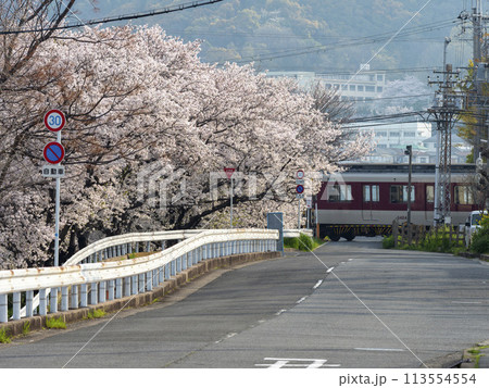 道路沿いの桜並木と近鉄道明寺線の電車 113554554