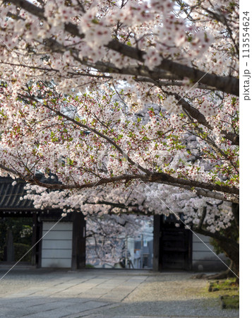 道明寺天満宮に咲く桜と正門 道明寺天満宮に咲く桜と正門 113554624