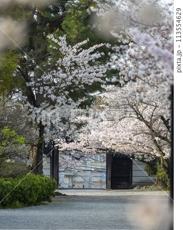 道明寺天満宮に咲く桜と正門 113554629