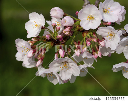 公園に咲いた桜のクローズアップ 113554855