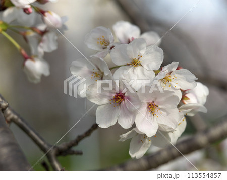 公園に咲いた桜のクローズアップ 113554857