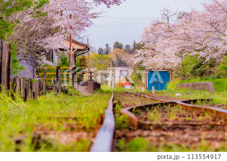 千葉の小湊鐵道と春の桜　レトロな駅 113554917