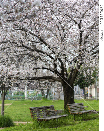 公園に咲いた桜とベンチの風景の写真素材 [113555020] - PIXTA