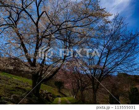 丘陵地に咲く山桜 池田町 陸郷山桜 丘陵地に咲く山桜 池田町 陸郷山桜 113555031