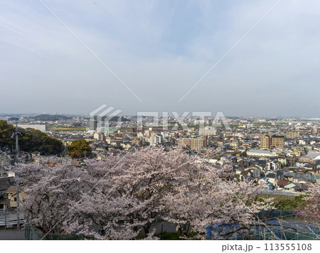 山に咲いた桜と街の風景 113555108