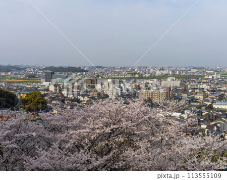 山に咲いた桜と街の風景 113555109