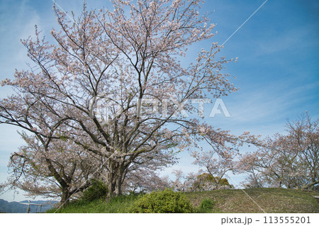 最初ヶ峰(百合山) 【和歌山県紀の川市】 最初ヶ峰(百合山) 【和歌山県紀の川市】 113555201