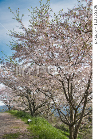 最初ヶ峰(百合山) 【和歌山県紀の川市】 最初ヶ峰(百合山) 【和歌山県紀の川市】 113555206