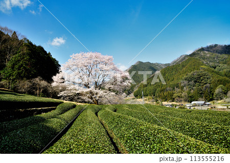 竹原の薄墨桜　【三重県津市美杉町】 113555216