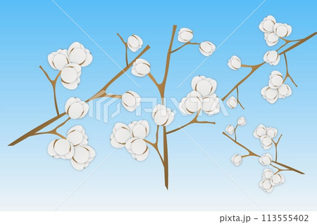 綿柎開　わたのはなしべひらく 113555402