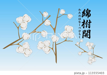 綿柎開 わたのはなしべひらく 綿柎開 わたのはなしべひらく 113555403