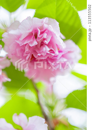 八重桜 八重桜 113555502