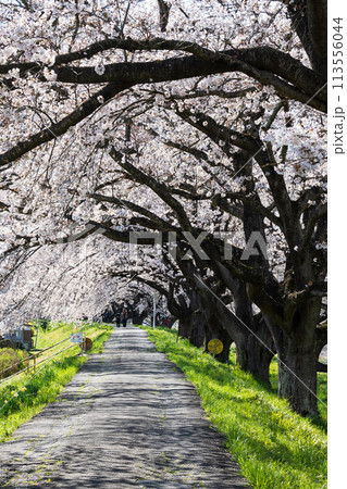 一目千本桜土手に続く桜のトンネル 113556044