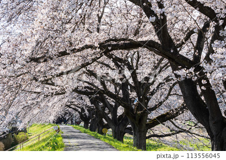 一目千本桜土手に続く桜のトンネル 一目千本桜土手に続く桜のトンネル 113556045