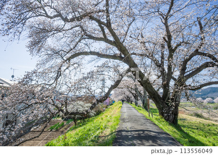 一目千本桜 満開のソメイヨシノが咲き誇る白石川堤の大木 一目千本桜 満開のソメイヨシノが咲き誇る白石川堤の大木 113556049
