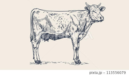 Cow, bull, beef. Vintage retro print, black white cow, bull, beef sketch ink pencil drawing, engrave old school. Sketch artwork silhouette cow bull. Side view profile beef bull. Vector Illustration Cow, bull, beef. Vintage retro print, black white cow, bull, beef sketch ink pencil drawing, engrave old school. Sketch artwork silhouette cow bull. Side view profile beef bull. Vector Illustration 113556079