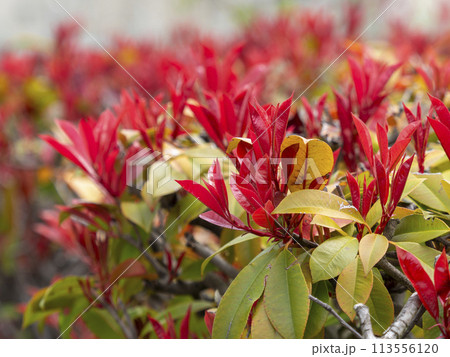 紅葉したベニカナメモチの生垣 113556120