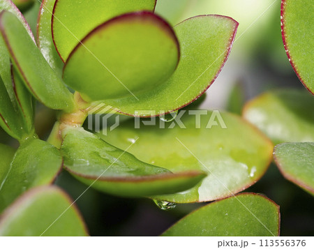 金のなる木の鮮やかな色の葉 113556376