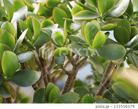 金のなる木の鮮やかな色の葉 金のなる木の鮮やかな色の葉 113556379