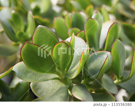 金のなる木の鮮やかな色の葉 113556380