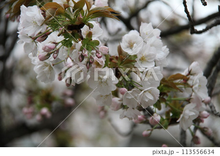浪速の春を彩る造幣局 桜の通り抜け 浪速の春を彩る造幣局 桜の通り抜け 113556634