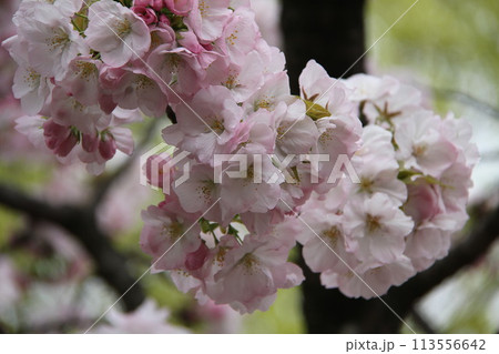 浪速の春を彩る造幣局　桜の通り抜け 113556642