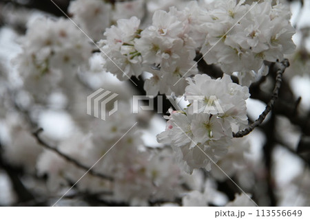 浪速の春を彩る造幣局 桜の通り抜け 浪速の春を彩る造幣局 桜の通り抜け 113556649