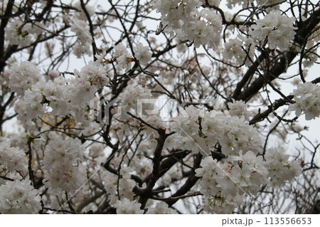 浪速の春を彩る造幣局　桜の通り抜け 113556653