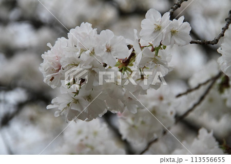 浪速の春を彩る造幣局 桜の通り抜け 浪速の春を彩る造幣局 桜の通り抜け 113556655
