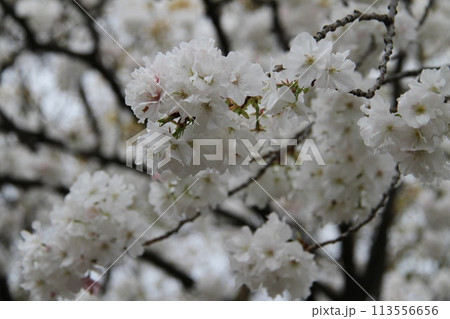 浪速の春を彩る造幣局　桜の通り抜け 113556656
