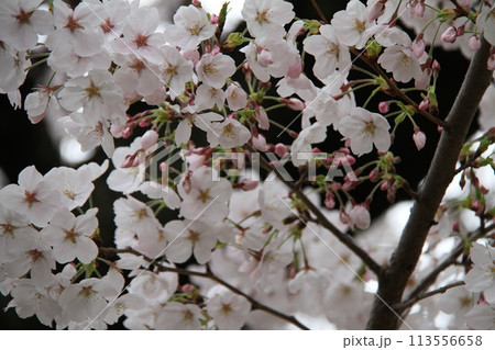 浪速の春を彩る造幣局 桜の通り抜け 浪速の春を彩る造幣局 桜の通り抜け 113556658