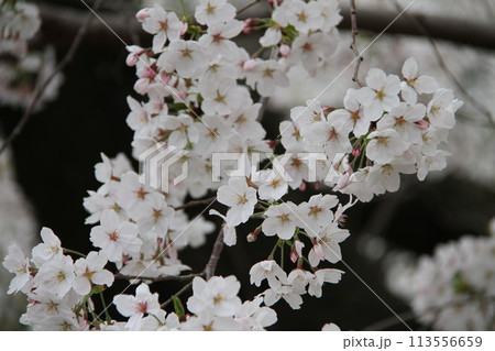浪速の春を彩る造幣局　桜の通り抜け 113556659