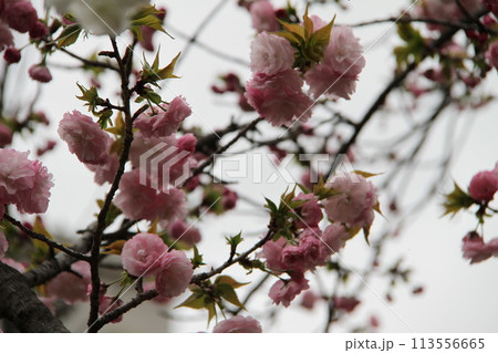 浪速の春を彩る造幣局 桜の通り抜け 浪速の春を彩る造幣局 桜の通り抜け 113556665