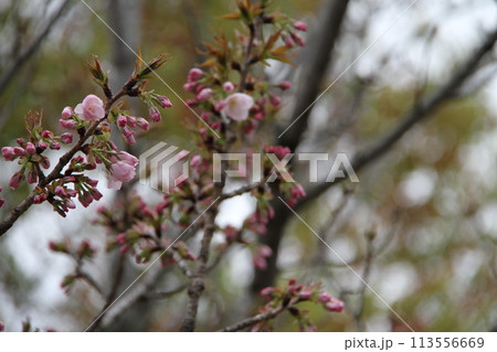 浪速の春を彩る造幣局 桜の通り抜け 浪速の春を彩る造幣局 桜の通り抜け 113556669