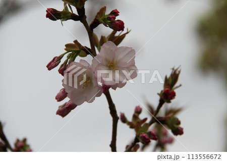 浪速の春を彩る造幣局 桜の通り抜け 浪速の春を彩る造幣局 桜の通り抜け 113556672