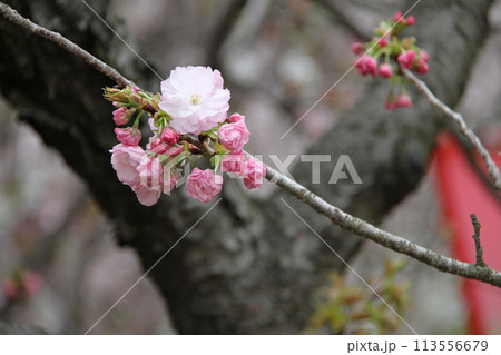 浪速の春を彩る造幣局 桜の通り抜け 浪速の春を彩る造幣局 桜の通り抜け 113556679