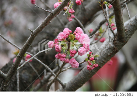 浪速の春を彩る造幣局 桜の通り抜け 浪速の春を彩る造幣局 桜の通り抜け 113556683