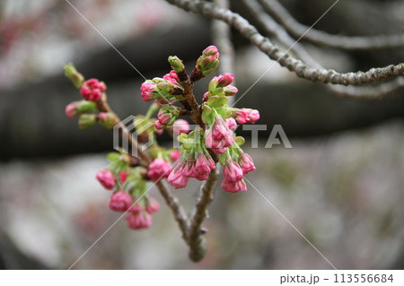 浪速の春を彩る造幣局　桜の通り抜け 113556684
