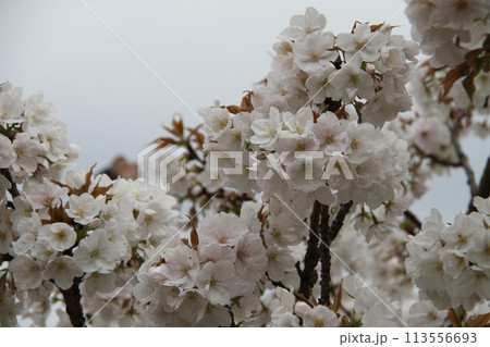 浪速の春を彩る造幣局　桜の通り抜け 113556693