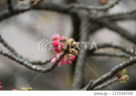 浪速の春を彩る造幣局　桜の通り抜け 113556709