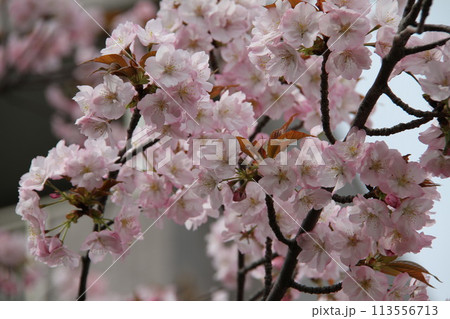 浪速の春を彩る造幣局　桜の通り抜け 113556713
